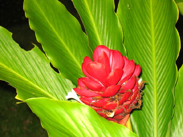 Picture N� 1widt