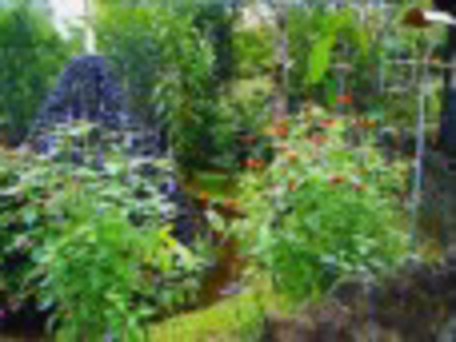 Picture N� 15width=