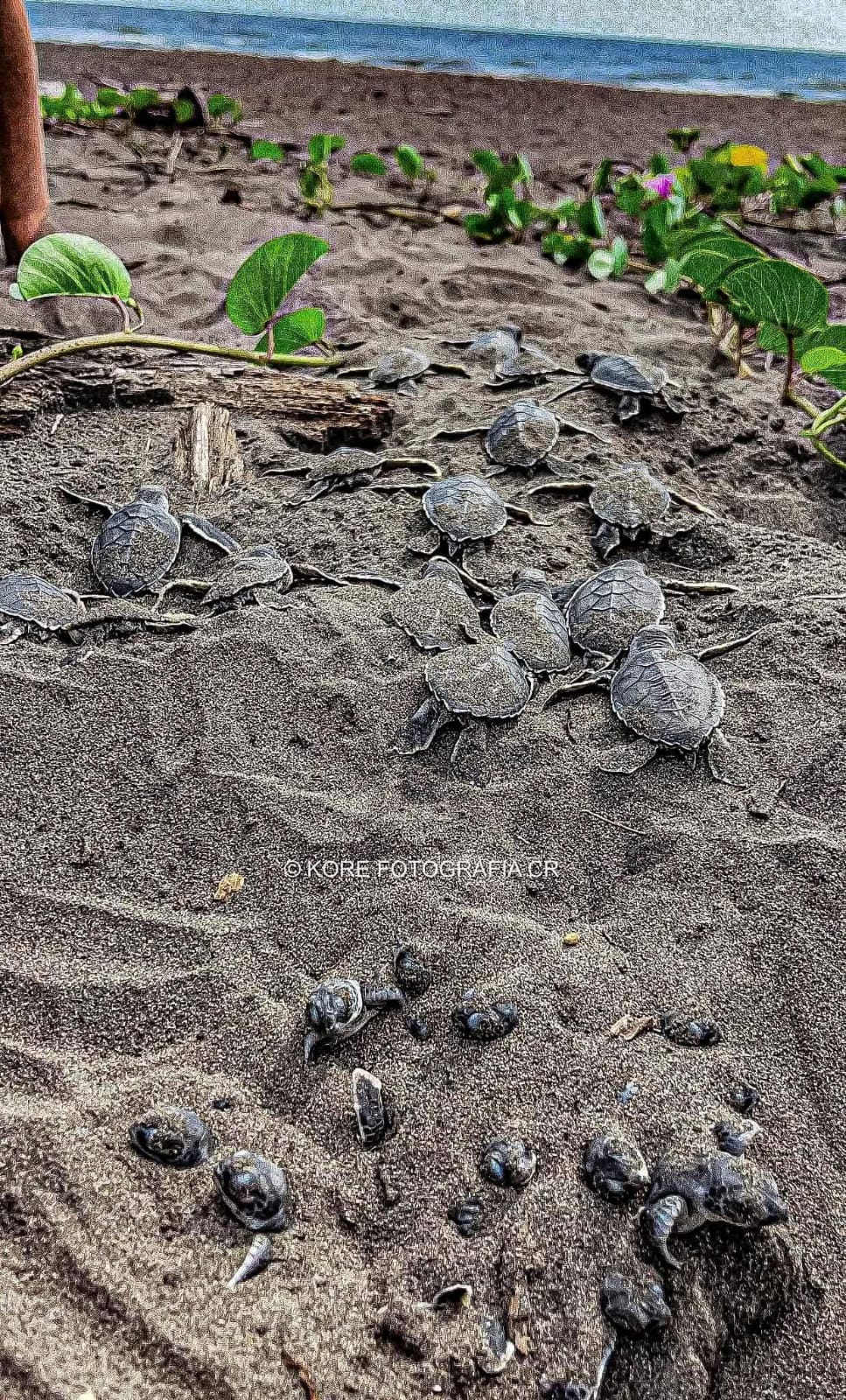 Tour Tortuguero Canales, Canals Picture 4